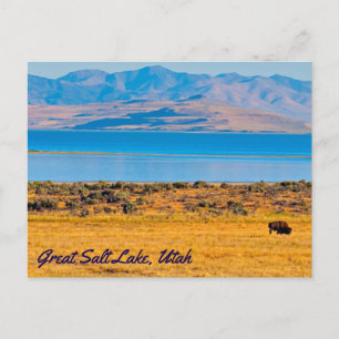 Grasing Buffalo, Underbar Salt Sjö, Utah Vykort