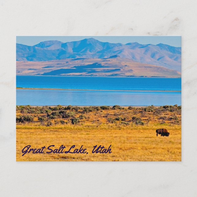 Grasing Buffalo, Underbar Salt Sjö, Utah Vykort (Framsida)