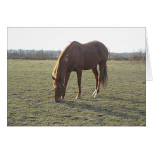 Grasing Chestnut Färg Horse Hälsningskort