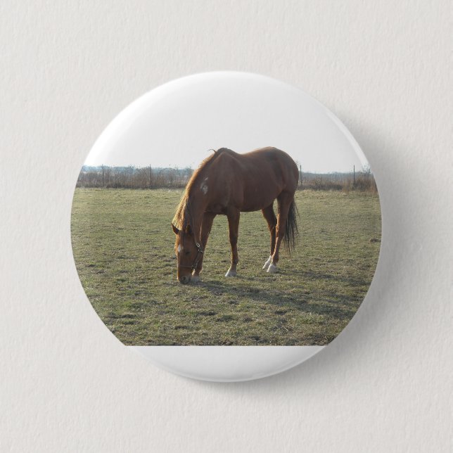 Grasing Chestnut Färg Horse Knapp (Framsida)