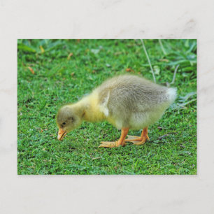 Grasing Gosling. Roath Park Sjö, Cardiff, Wales. Vykort