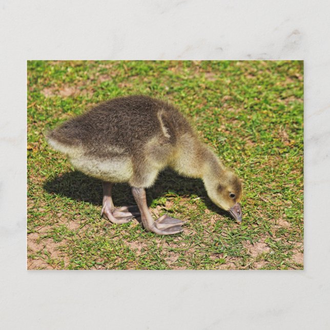 Grasing Gosling. Roath Park Sjö, Cardiff, Wales. Vykort (Framsida)