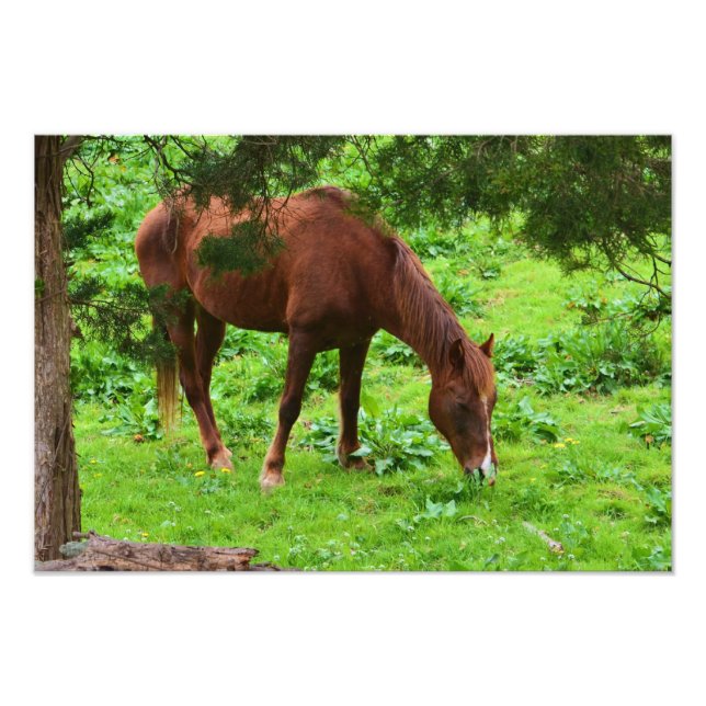 Grasing Horse Photo Print Fototryck (Framsidan)