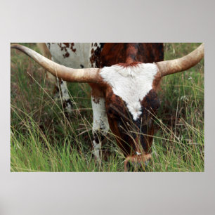 Grasing Longhorn Poster