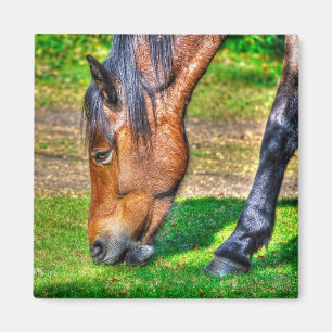 Grasing New Forest Pony Wildlife Magnet