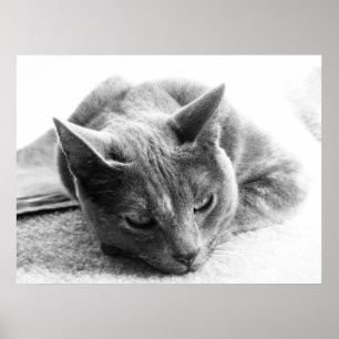 Gråskala Katt Poster
