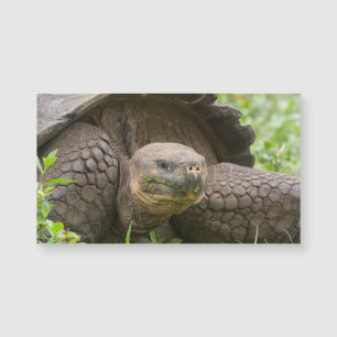 Gråsköldpadda