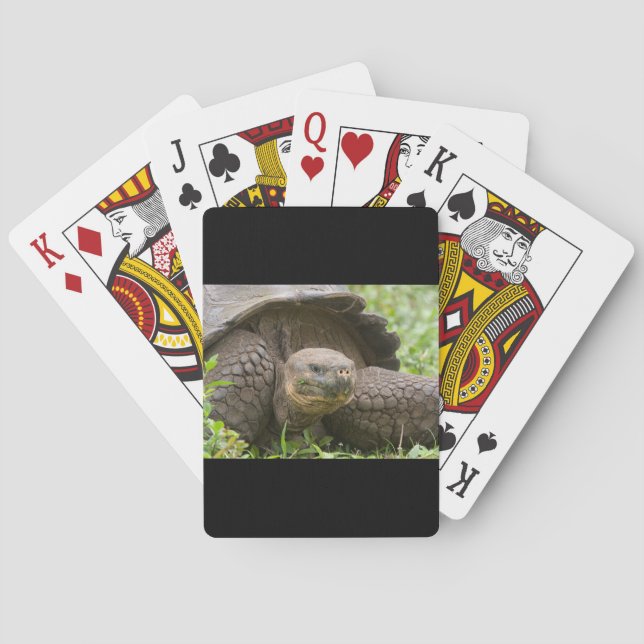 Gråsköldpadda Casinokort (Baksidan)