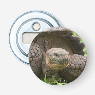 Gråsköldpadda Flasköppnare