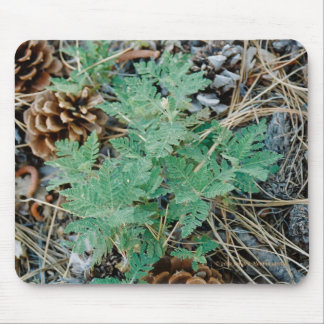 Gräskottar och Fern Mousepad Musmatta