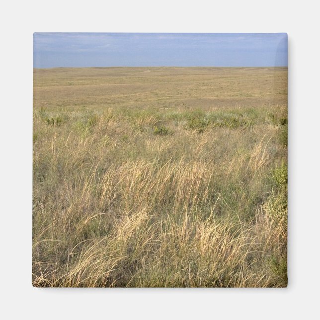 Gräsmark prärien öster om Sidney, Nebraska. Magnet (Framsidan)