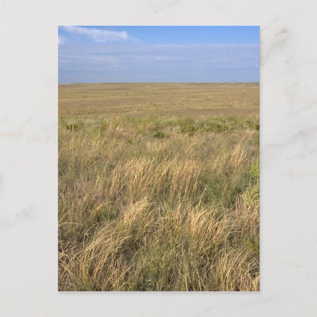Gräsmarksprairie öster om Sidney, Nebraska. Vykort (Framsida)