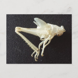 Grasopper 1 -utbildad brainfart vykort