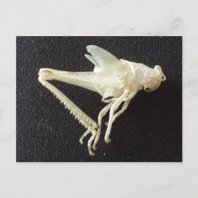 Grasopper 1 -utbildad brainfart vykort (Framsida)