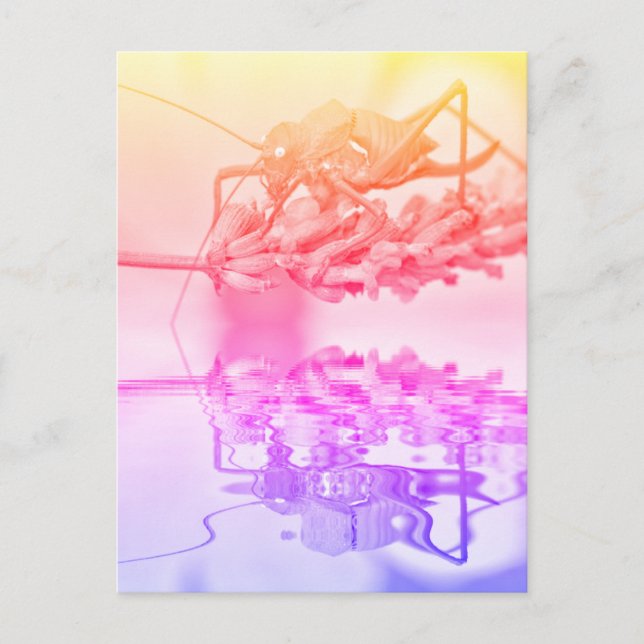 Grasopper ovanför vatten med eftertanke vykort (Framsida)