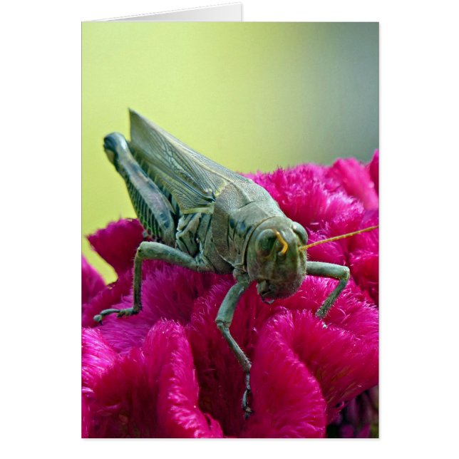 Grasopper på Cockscomb Hälsningskort (Framsidan)