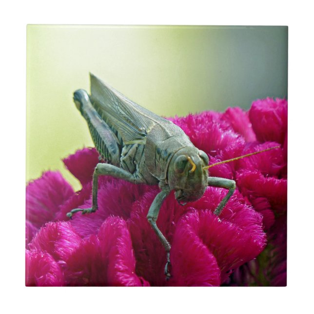 Grasopper på Cockscomb Kakelplatta (Framsidan)