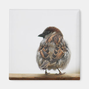 Gråsparvfotografi Magnet
