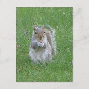 Grasping Squirrel Vykort