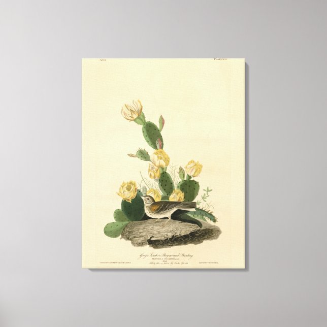 Grass Finch, Bay-winged Bunting, eller Vesper Spar Canvastryck (Framsida)