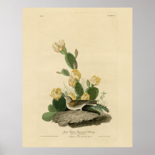 Grass Finch, Bay-winged Bunting, eller Vesper Spar Poster