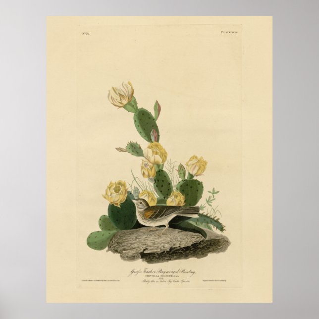 Grass Finch, Bay-winged Bunting, eller Vesper Spar Poster (Framsidan)