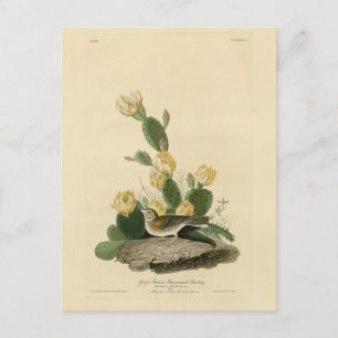 Grass Finch, Bay-winged Bunting, eller Vesper Spar Vykort