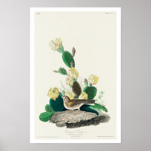 Grass Finch, eller Bay-winged Bunting by Audubon Poster