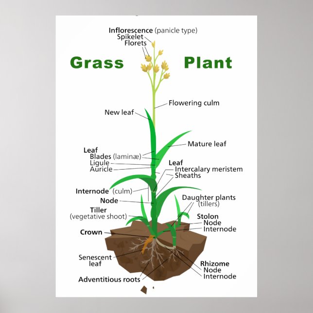 Grass Graminoids Plant Diagram Poster (Framsidan)