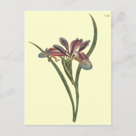 Grass Leaved Flagga Iris Illustration Vykort