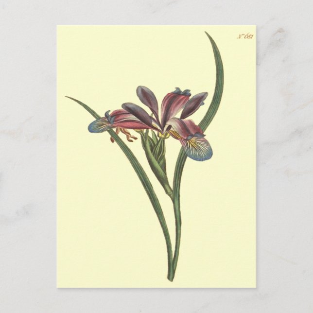 Grass Leaved Flagga Iris Illustration Vykort (Framsida)
