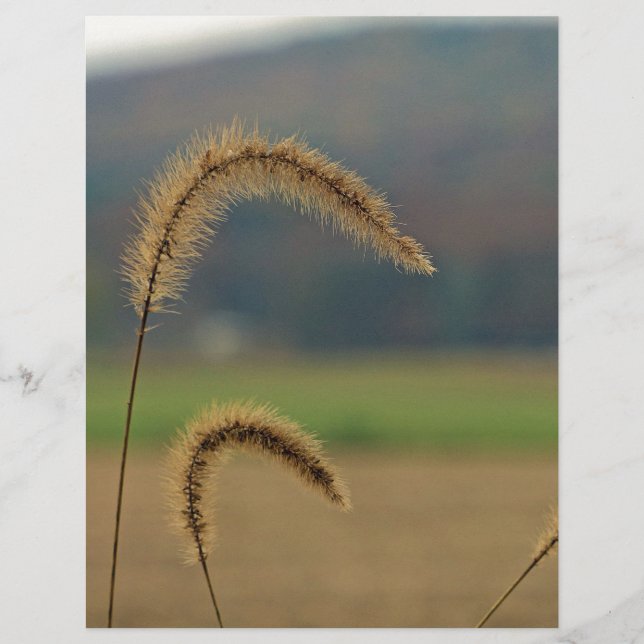 Grass Seed Stalks (Framsida)
