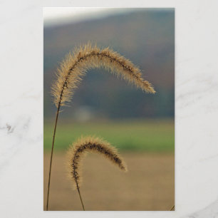 Grass Seed Stalks Brevpapper