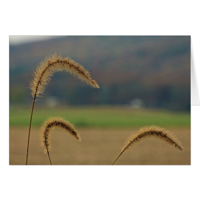 Grass Seed Stalks Hälsningskort (Framsidan Horizontal)