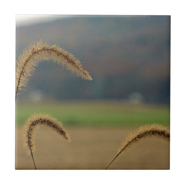 Grass Seed Stalks Kakelplatta (Framsidan)
