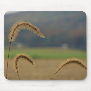 Grass Seed Stalks Musmatta