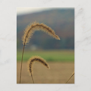 Grass Seed Stalks Vykort