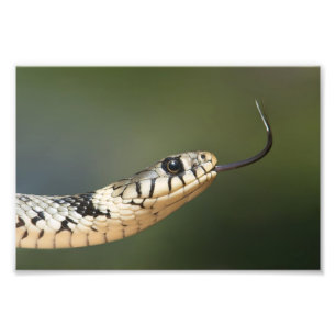 Grass Snake Fototryck
