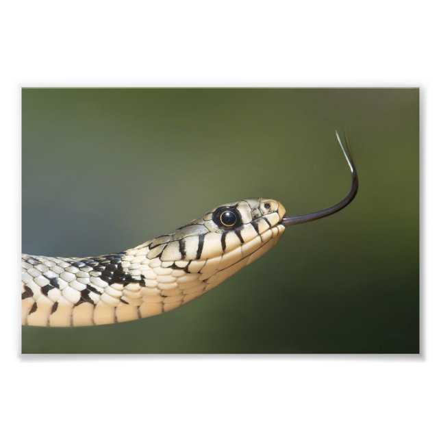 Grass Snake Fototryck (Framsidan)