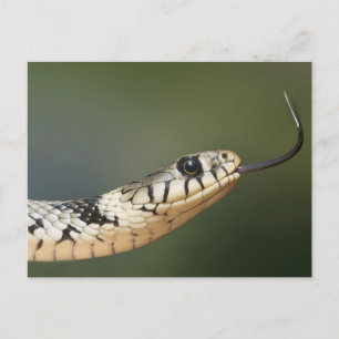 Grass Snake Vykort