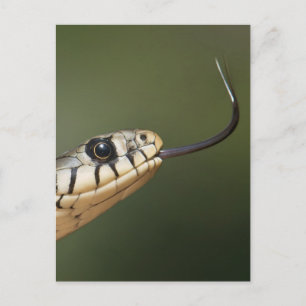 Grass Snake Vykort