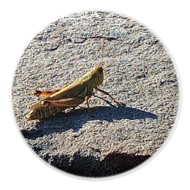Grasshopper along a grey rock knopp (Framsidan)
