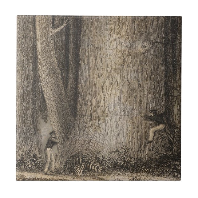 Grässkog, Oregon Kakelplatta (Framsidan)