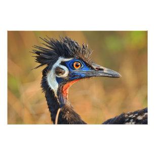 Grasslands sista ljus - Bengal Florican Fototryck