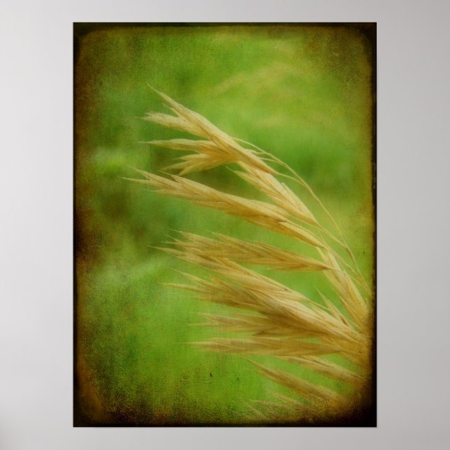 Grassutsäde Poster (Framsidan)