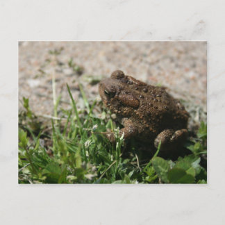 Grassy Frog Vykort
