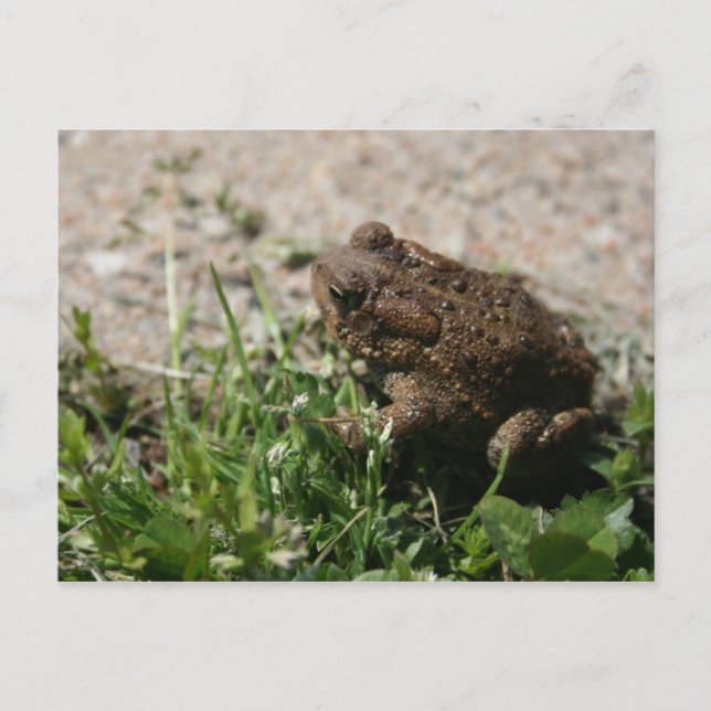 Grassy Frog Vykort (Framsida)