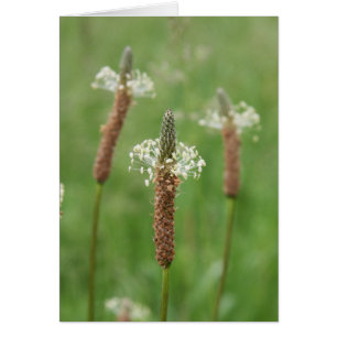 Grassy Gems Hälsningskort