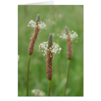 Grassy Gems Hälsningskort
