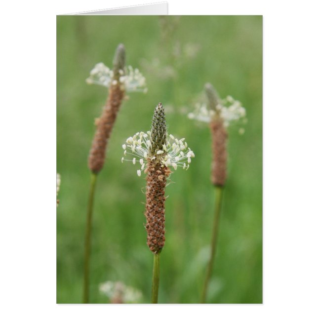 Grassy Gems Hälsningskort (Framsidan)